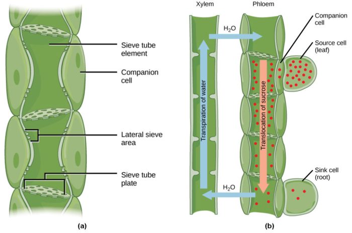 Which of the following depicts xylem