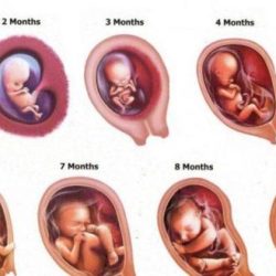 Development embryonic stages pregnancy fertilization process science biology