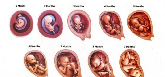 Development embryonic stages pregnancy fertilization process science biology