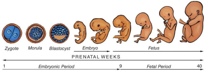 Development fetal baby womb taking microscope bizarre electron scanning stages weird born medical human child photography