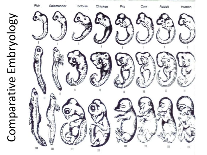 Development of a human fetus lab