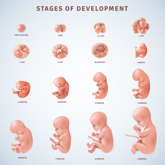 Development of a human fetus lab