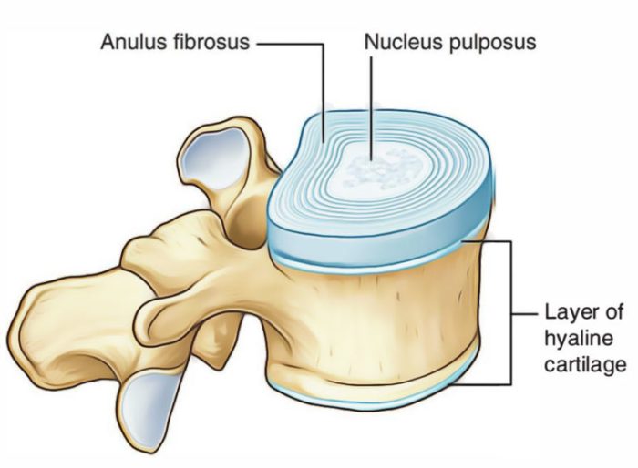 Cartilage