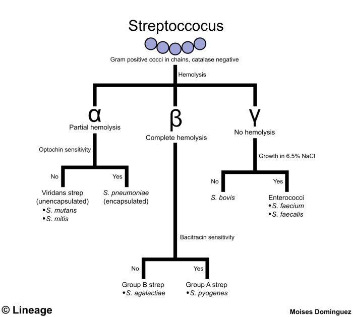 If your hospital laboratory isolates streptococcus pneumoniae from four patients