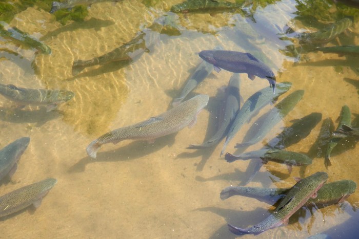 Bacteria aquaponics nitrifying